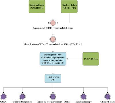 Identification of CD4+ Conventional T Cells-Related lncRNA Signature to Improve the Prediction of Prognosis and Immunotherapy Response in Breast Cancer